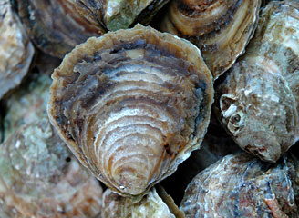 Oyster shells.