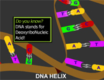The DNA helix