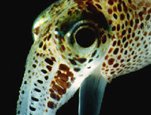 This image shows an adult Euprymna scolopes (Hawaiian bobtail squid), a species of bioluminescent sepiolid squid.  Credit: M. J. McFall-Ngai and E. G. Ruby, University of Hawaii.