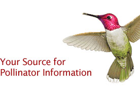 Your Source for Pollinator Information