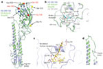 Figure 4 : Crystal structure of VN1194 H5 HA and the location of mutations conferring SA|[agr]|2,6Gal-binding capacity. Unfortunately we are unable to provide accessible alternative text for this. If you require assistance to access this image, or to obtain a text description, please contact npg@nature.com