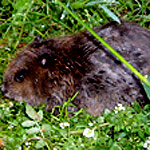 An immature beaver feeds on succulent vegetation