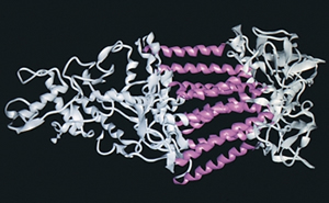 This bacterial photosynthetic reaction center was the first membrane protein to have its structure determined. The purple spirals (alpha helices) show where the protein crosses the membrane. In the orientation above, the left part of the molecule protrudes from the outside of the bacterial cell, while the right side is inside the cell. Alisa Zapp Machalek