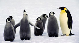 penguins are only in antarctica