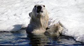 polar bears live only in the Arctic