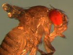The common fruit fly, Drosophila melanogaster, has been used as a model organism in research for nearly a century. Today, Drosophila are used to study topics from basic developmental biology.