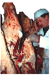 Inspector inspecting beef carcass