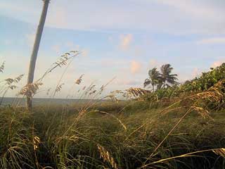 Sea Oats in beach restoration