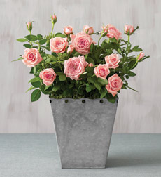 Martha Stewart Mini Rose Plant