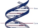 DNA consists of two long, twisted chains made up of nucleotides. Each nucleotide contains one base, one phosphate molecule, and the sugar molecule deoxyribose. The bases in DNA nucleotides are adenine