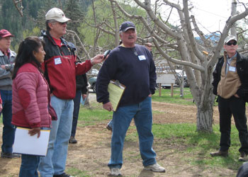 Photo of Dennis Nicholson describing his organic tree fruit production system