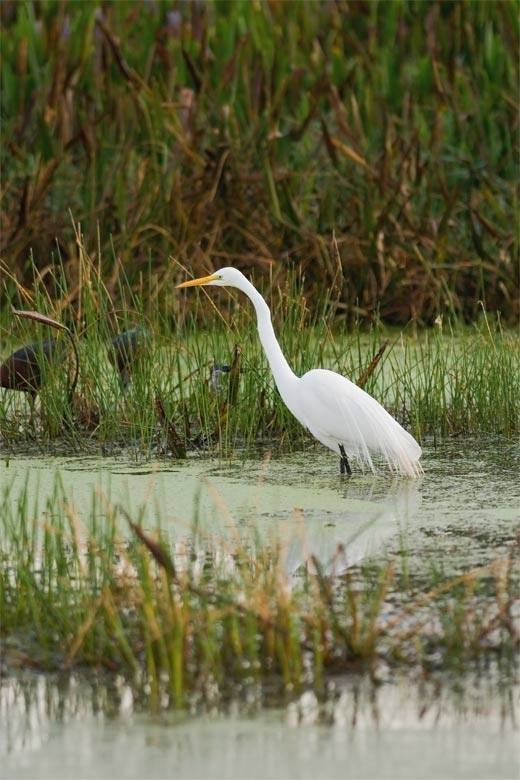 Photo of a bird in marshland.