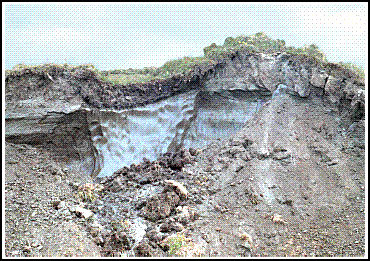 cut-away view of soil beneath tundra, 
showing active layer and ice wedge - USFWS