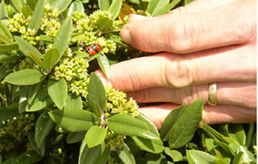 a pair of ladybugs