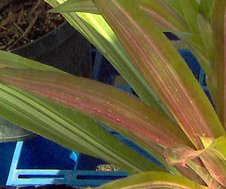 Bromeliad