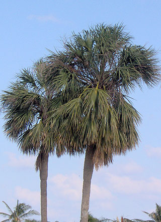 Sabal palmetto