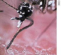 Mosquitoes carry the virus that causes dengue fever and transmit it to humans 