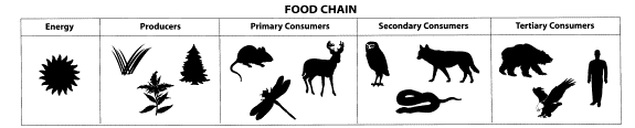 Food Chain