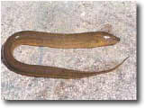 photo of a swamp eel