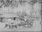 Rural Puerto Rico, 1903.