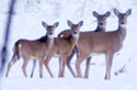 Winter Elk