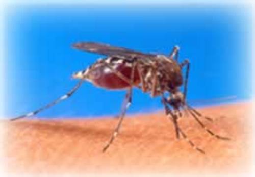 mosquito picture
