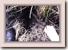 Photo of Evidence of Excavation of Root Matt Material in Marsh