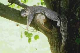 Photo of Delmarva Fox Squirrel resting on tree by Lisa Paglione