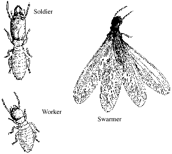 Images of the 3 types of termites.