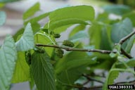red mulberry, Morus rubra  (Urticales: Moraceae) Twig(s)/Shoot(s)