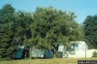 red mulberry, Morus rubra  (Urticales: Moraceae) Tree(s)