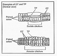 Examples of GT and TP