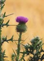 Photo of Bull Thistle by Elizabeth J. Czarapata.