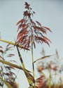 Photo of Common Reed Grass by Elizabeth J. Czarapata.