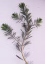 Photo of Eurasian Water Milfoil by Elizabeth J. Czarapata.