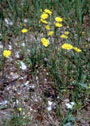 Photo of Tall Hawkweed by  WI DNR.