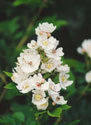 Photo of Multiflora Rose by Elizabeth J. Czarapata.