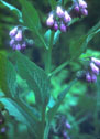 Photo of Common Comfrey by  WI DNR.