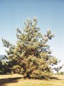 Photo of Scotch Pine by Elizabeth J. Czarapata.