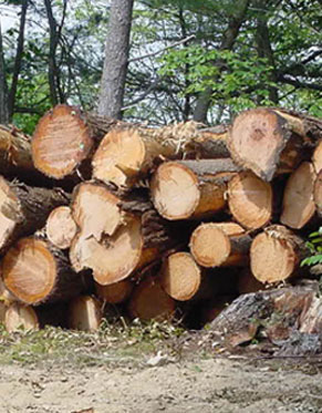 Forest Products image