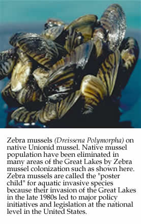 Image of Zebra Mussels on native Unionid mussel