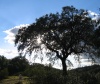 oak tree