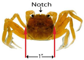 Juvenile Mitten Crab courtesy of California Department of Fish and Game 