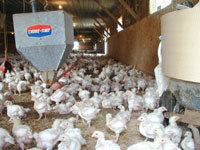 Manures from confined animal feeding operations, such as this chicken house in Ohio, were sampled as part of the Source Characterization Study for Emerging Contaminants Project