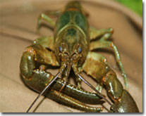 photo of Rusty Crayfish