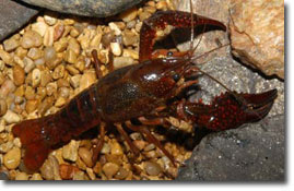Photo of Red Swamp Crayfish