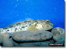 Photo of Round Goby