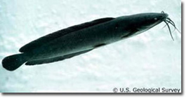 Photo of Walking Catfish courtesy of U.S. Geological Survey