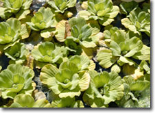 Photo of Water Lettuce