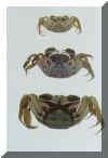 crab2.jpg (31607 bytes)